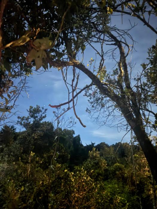 Bosque Encantado Story