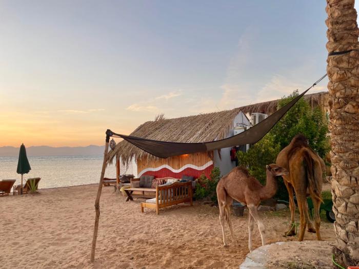 Live the bedouinlife