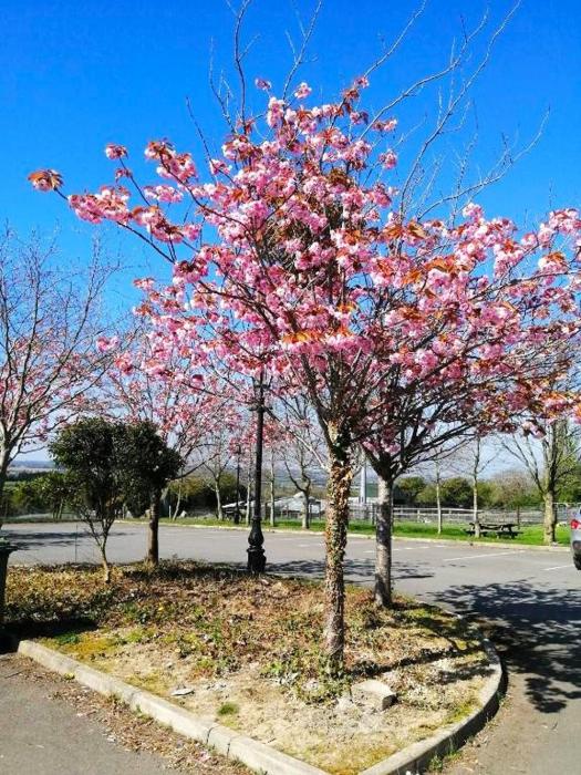 Tara View Apartments