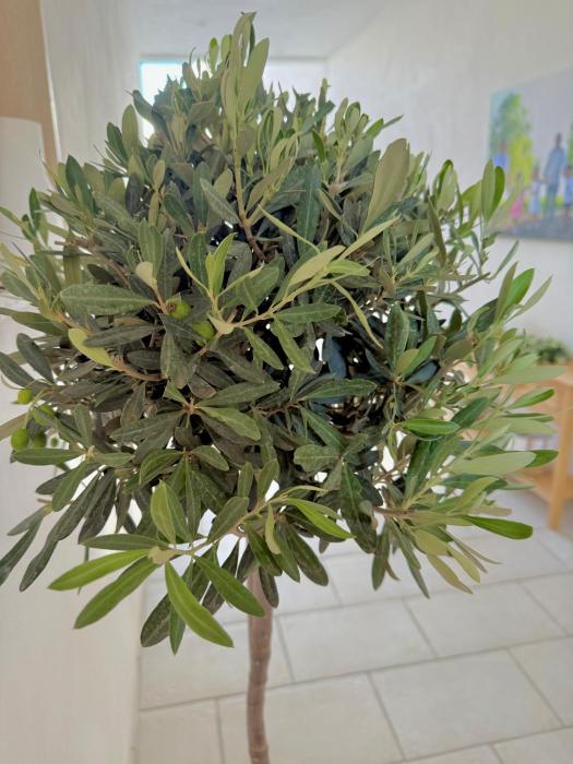 La dimora degli ulivi