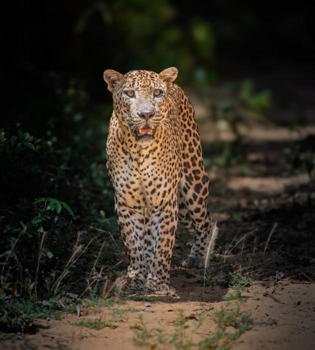 Wilpattu Buma Lodge