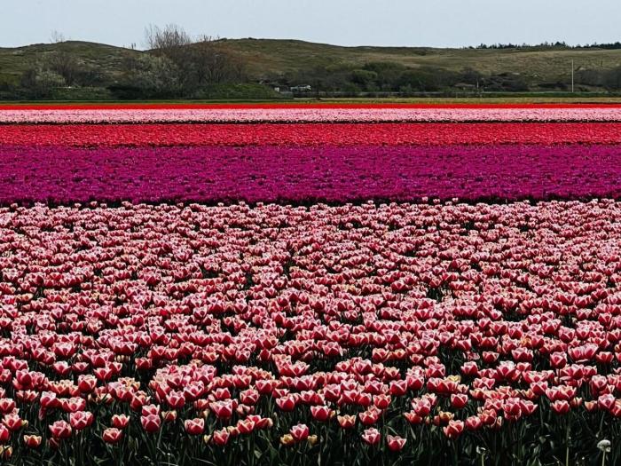Beautiful bungalow in North Holland