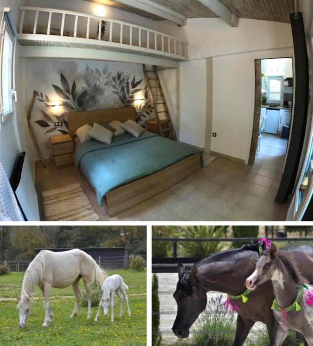 Charming studio in an exceptional equestrian farm