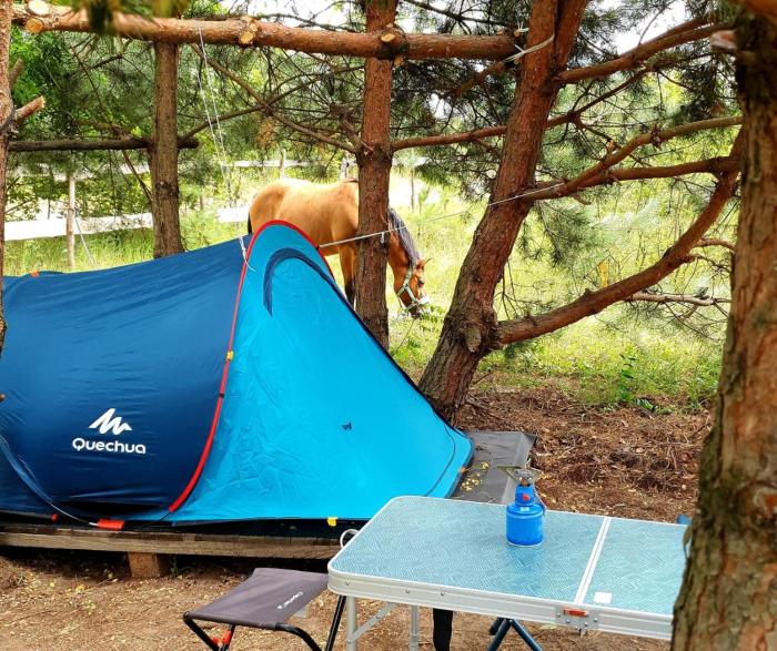 Кемпінг у кінному клубі