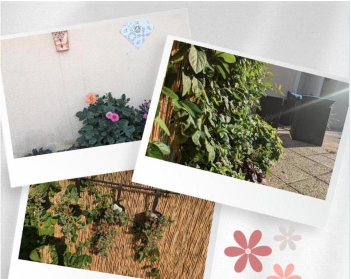 Le Bangorcoon Duplex Véro