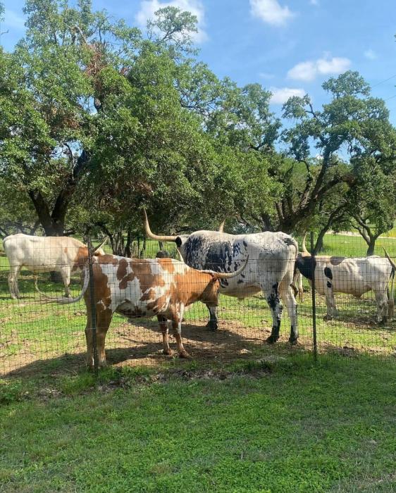 Family-Friendly 3BR Home - Near Austin, Lake Travis & Hill Country