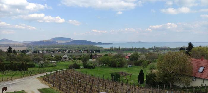 Szabó Pince Vendégház