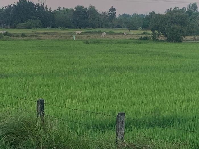 Scarlett Near Mount Zion