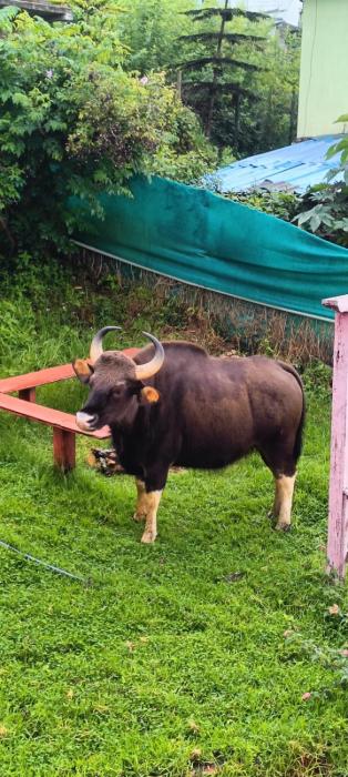 Pink House Vattakanal Kodaikanal