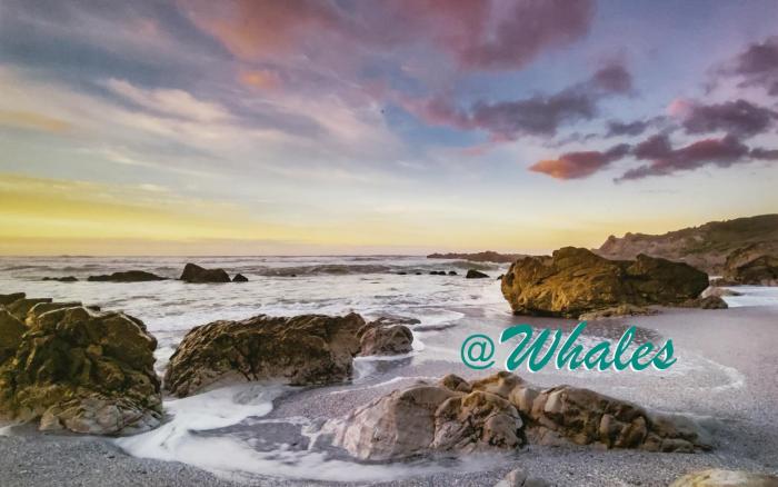Whales