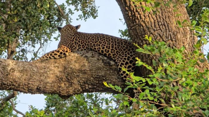 Kumana safariThapobane safari service