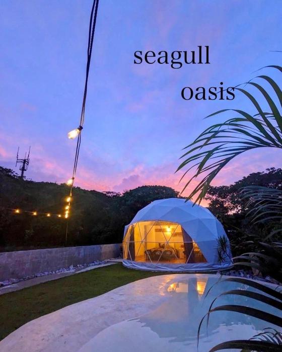 Seagull oasis