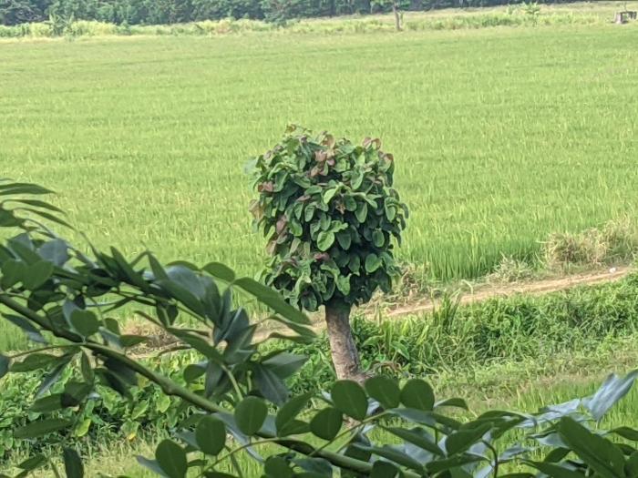 Green View Holiday Home