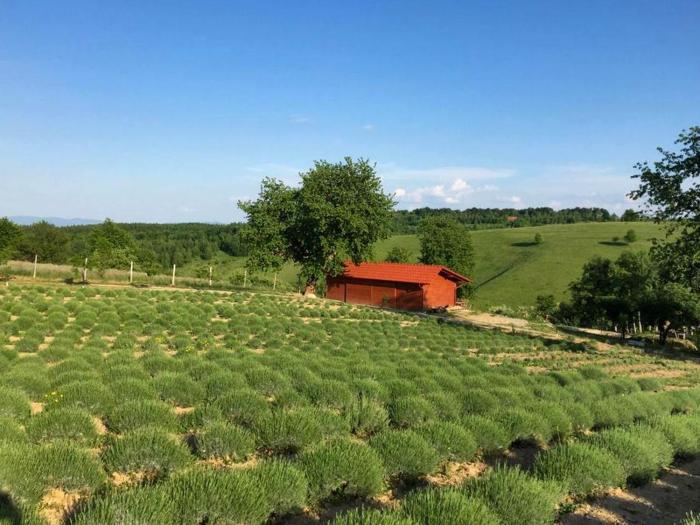 Idyllic Family Getaway on a Working Farm in Transylvania, Romania