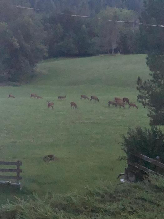 Alpine nest in Val di Zoldo