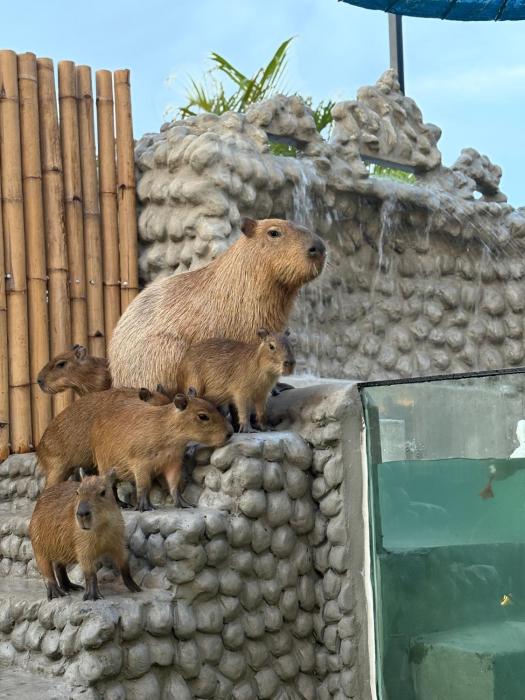 Capybara Zen Resort And Spa