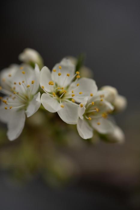 Vagator lux villas - Upernia