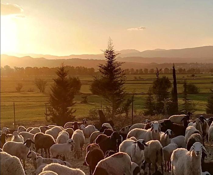 Grandpas Farm ضيعة جدّي
