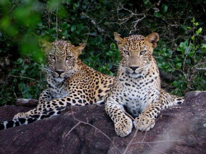 Yala Safari Rest