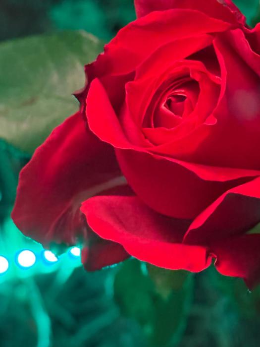 DR ÅSA Bed n Breakfast by the Forest w Swimming Pool near Golf, Concerts and the Baltic Sea Beach