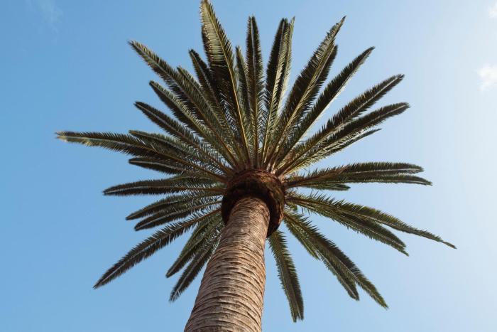 Papaya Cottage Punta del Hidalgo La Azócar