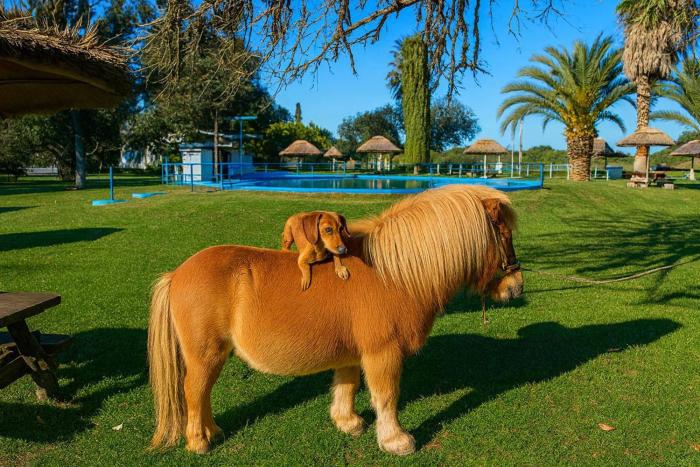 Familias felices vuelven a esta cabaña