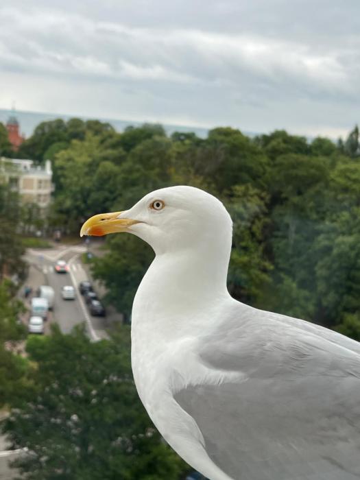 Mieszkanie - 8 PIĘTRO Z WIDOKIEM NA MORZE