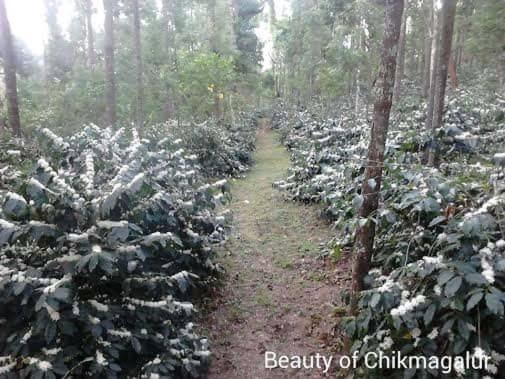 chikmagalurmalnadhomestay-8-1-4-7-4-8-0-5-2-3