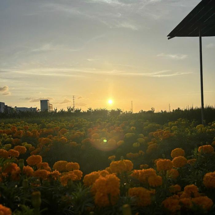 Pickleball Golf valley