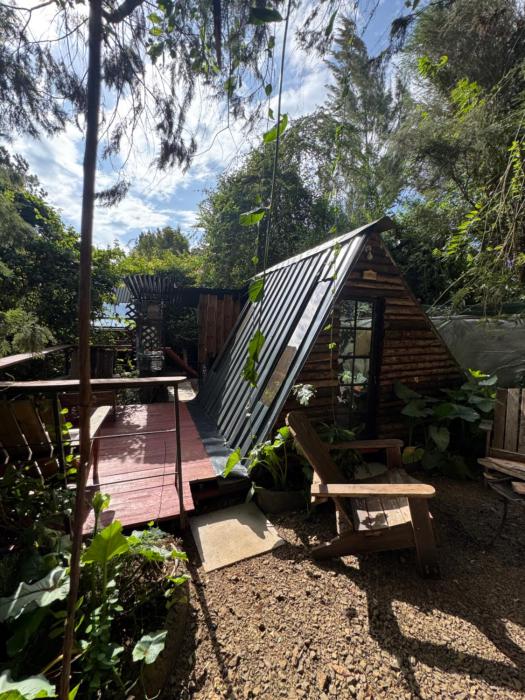 Forest Small house-Nelion