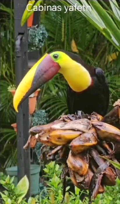 Cabins yafeth osa drake bay