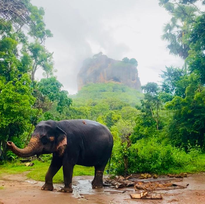 Zensigiri Ayurveda Wellness Homestay