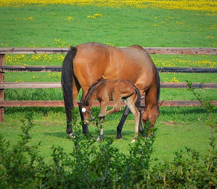 Beautiful Lodge in Newmarket with parking