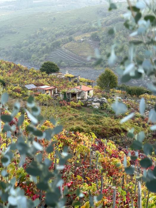 Casiña Raíz Entre viñas y cielo Ribeira Sacra