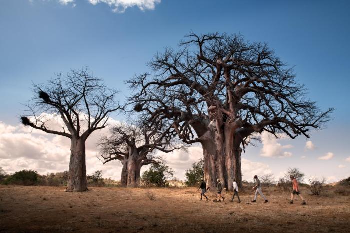 Nkula Walking Camp by RETURN Africa