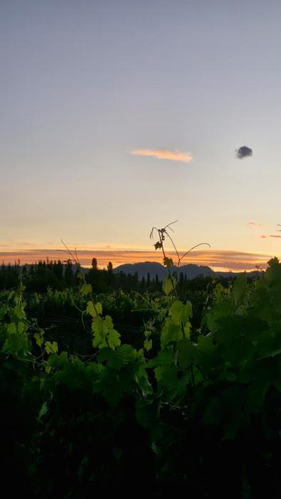 Cabaña Oliva - Privacidad frente a los viñedos