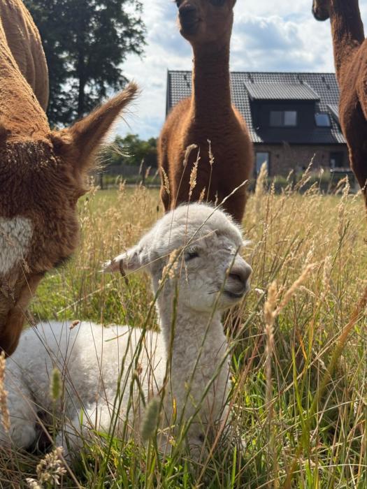 Ferienwohnung Alpakablick - inklusive gratis Alpaka Meet & Greet