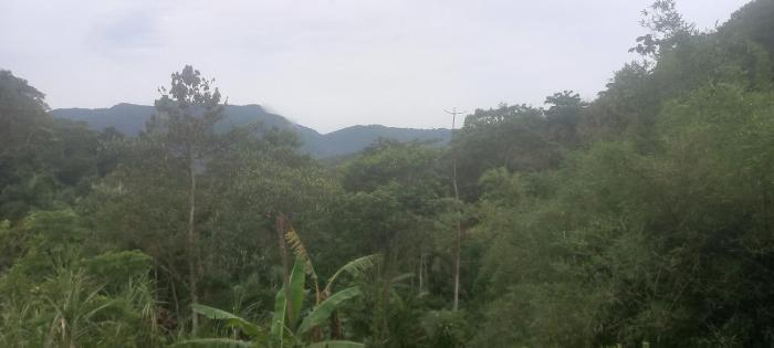 De la rosa y el canto de los pájaros