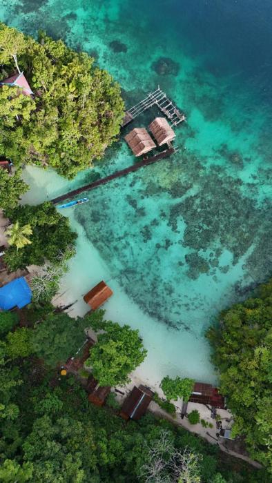 " Wobbegong Raja Ampat "