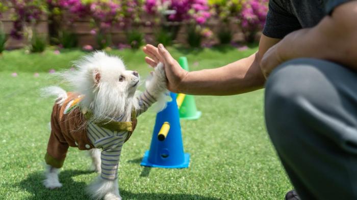 Namhae Dangdangi Dog Pension Blue
