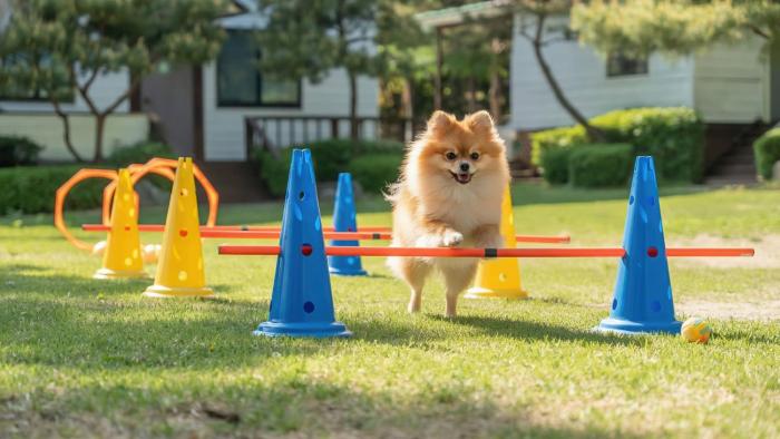 Pocheon luxjay pet Pension