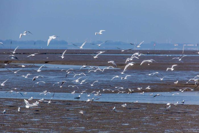 Ferienlandhaus Tossens