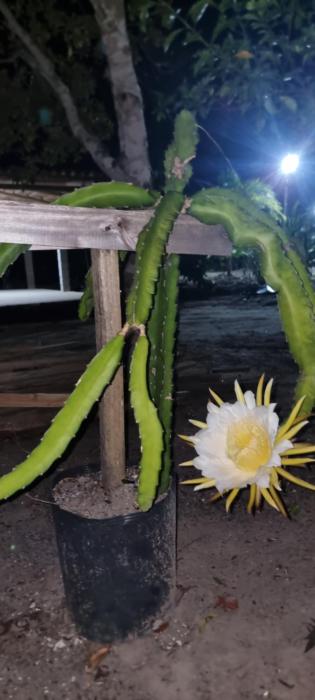 Casa do campo Flor de pitaya