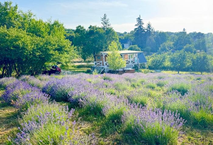 Tiny bohemian lodge at lake Balaton