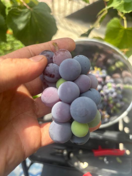 Enchanting Brownstone with a magical garden