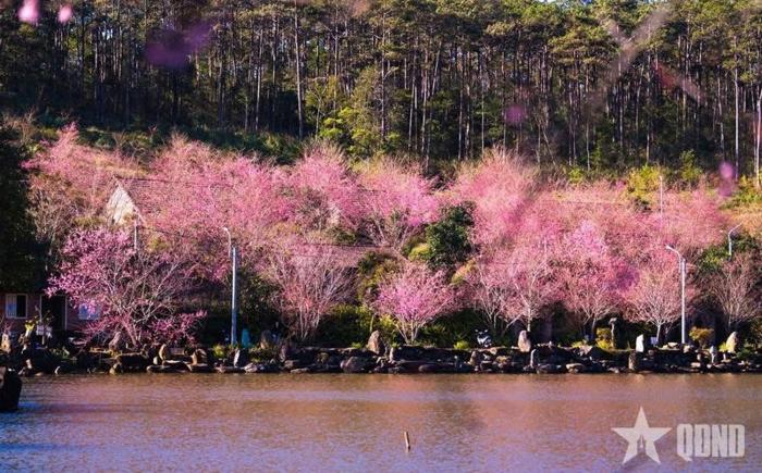 Phố Mây Homestay-Măng Đen