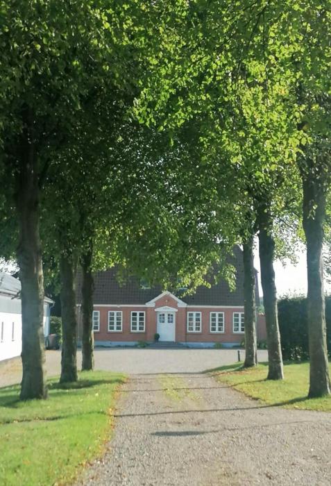 Nature Gem Near Haderslev With 160-Year-Old Beech