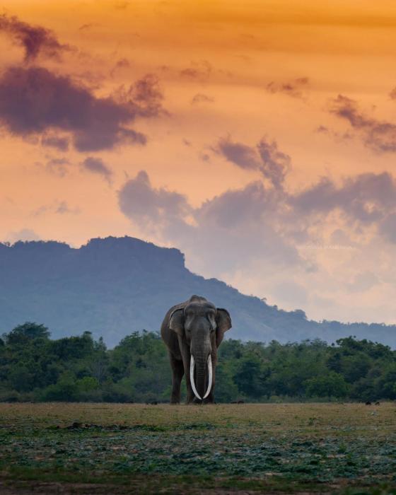 Freedom Safari Lodge