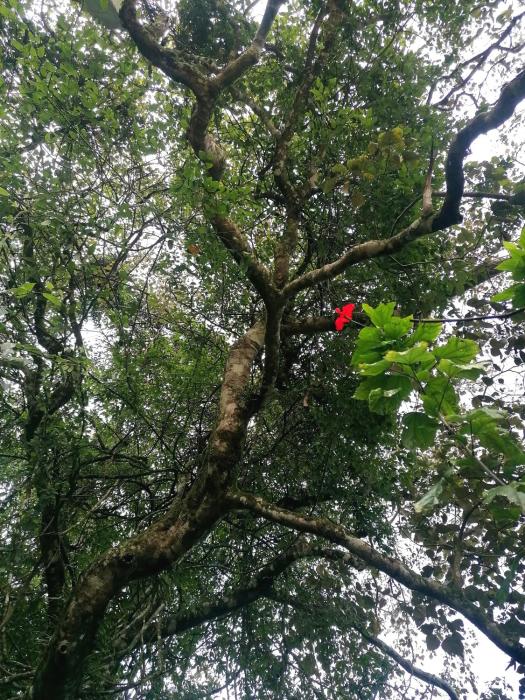 The Jungle Life Homestay Thangamalay Sanctuary Haputale by Gisela Sivam