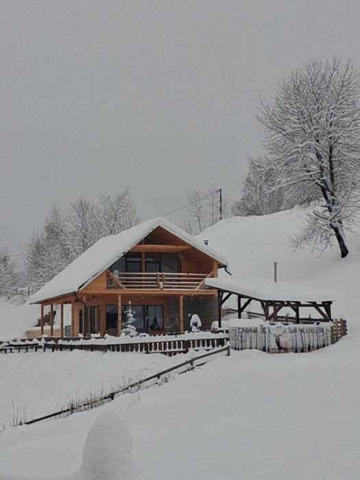 Cabana de sub mesteceni